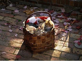 《集结吧！动物森友会》最新宣传片 冬天景色篇